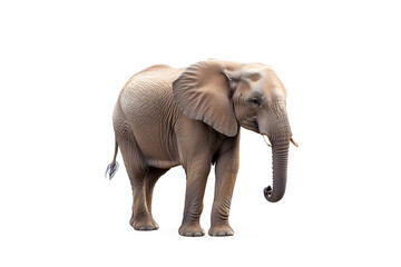 Obraz premium Elephant isolated on white background