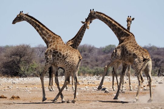 Running giraffes in Namibia