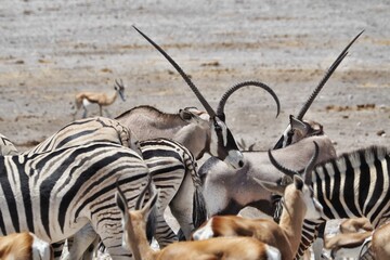 Unique oryx trying to blend in Namibia
