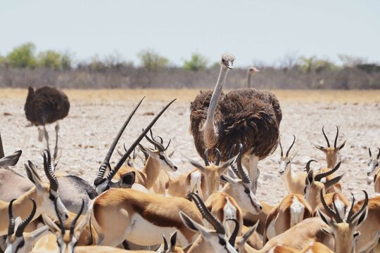 Wildlife traffic in Namibia