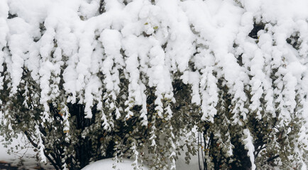 snow on bushes and trees in the city and park during winter holiday outdoors