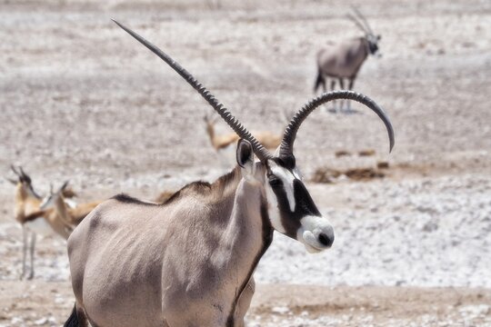 Unicorn in Namibia