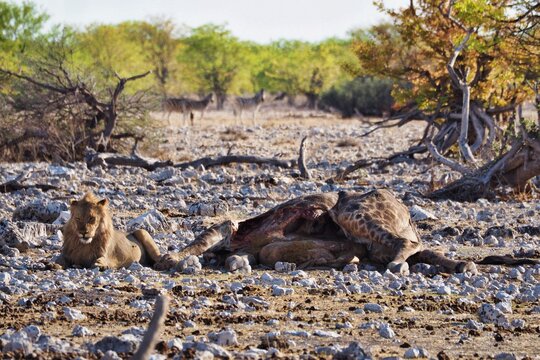 Lion guards kill in Namibia