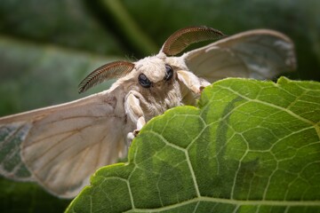 Close-up of a silk moth perched on a green leaf, showcasing its detailed antennae