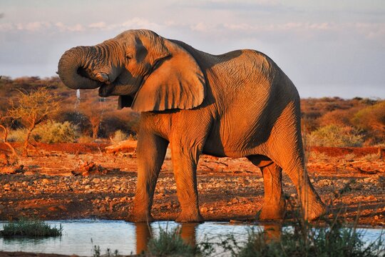 Drinking desert elephant in Namibia