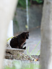 壁の上から見つめる黒猫
