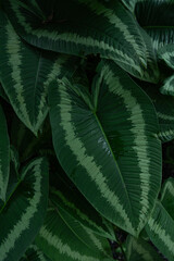 closeup nature view of green leaf texture, dark wallpaper concept, nature background, tropical leaf.