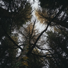 Obraz premium The forest is alive with sounds, from rustling leaves to distant animal calls, creating a vibrant tapestry of life and mystery.