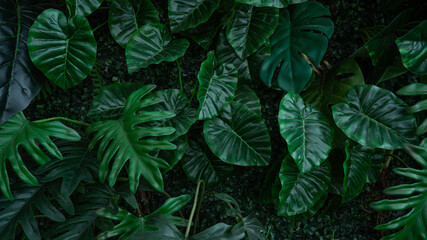 Full Frame of Green Leaves Pattern Background, Nature Lush Foliage Leaf Texture, tropical leaf.