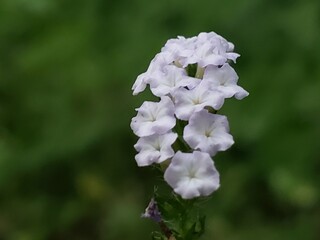 Close-up of a Delicate White Flower Cluster