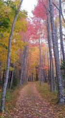 Fototapeta premium Autumn Forest Pathway