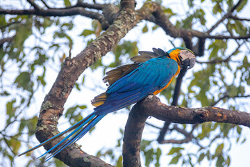 Wild tropical Brazilian Blue and Yellow Macaw. Blue and Yellow Macaw (Ara ararauna)