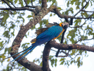 Wild tropical Brazilian Blue and Yellow Macaw. Blue and Yellow Macaw (Ara ararauna)