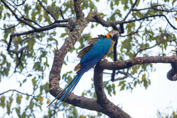 Wild tropical Brazilian Blue and Yellow Macaw. Blue and Yellow Macaw (Ara ararauna)