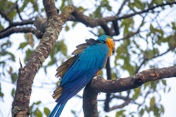 Wild tropical Brazilian Blue and Yellow Macaw. Blue and Yellow Macaw (Ara ararauna)