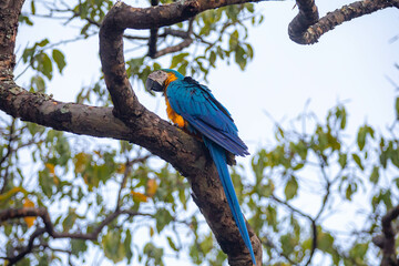 Wild tropical Brazilian Blue and Yellow Macaw. Blue and Yellow Macaw (Ara ararauna)