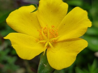 Close-up of a Bright Yellow Flower with Orange Stamens
