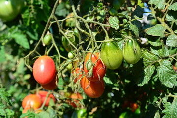 a bunch of tomatoes are growing on a plant close up