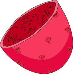Hand drawn, colored, vector Opuntia fruit, prickly pear cactus, Indian figs, Edible cactus on white background.