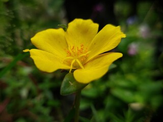Close-up of a Vibrant Yellow Flower with Orange Stamens