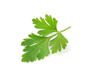 Fresh parsley leaves on white background