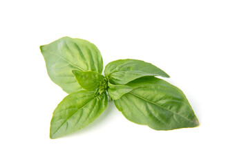 Fresh green basil leaves, isolated on white background.