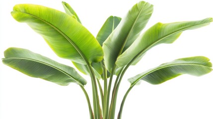 Fototapeta premium Lush Banana Plant with Tall Stems and Broad Leaves