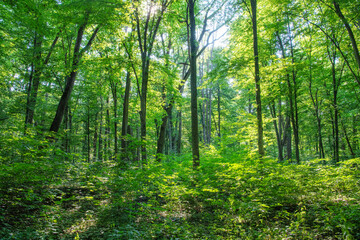 Obraz premium Sunlight in the green forest, spring time