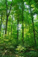 Obraz premium Sunlight in the green forest, spring time