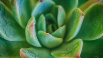 Fototapeta premium Close-up of a vibrant green succulent plant.
