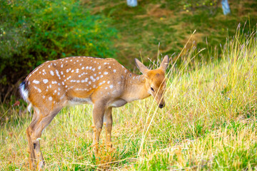 Beautiful sika deer in the autumn forest against the background of colorful foliage of trees. The deer looks to the sides and chews the grass. Fabulous forest autumn landscape with wild animals.
