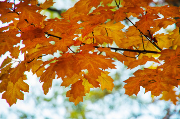 Bright autumn leaves in the natural environment.
