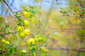 Harvest of apples on a plantation in the garden. Fruit trees with apples. Ripe fruits on the branches of a tree. Gardening in agriculture.