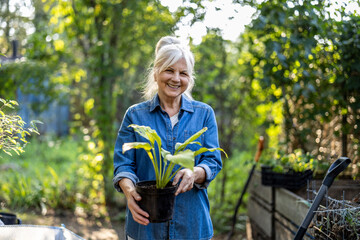 Portrait of smiling senior woman holding potted plant in her garden
