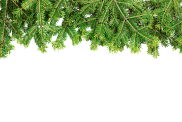Christmas Fir Branches without Decorations on a Transparent Background.