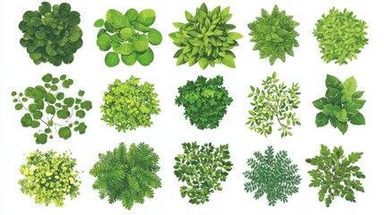 Fototapeta premium Soft Cartoon Style Bushes and Shrubs Collection