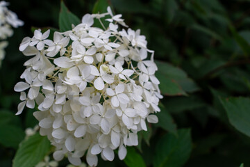 Close-up of beautiful white hydrangea flowers in a lush green garden. Concept of natural beauty, floral elegance, and gardening aesthetics on a calm summer day. High quality photo