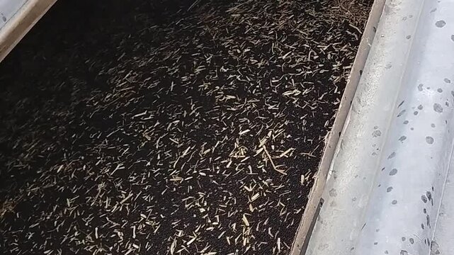 Canola slowly filling a storage bin as the level nears the roof