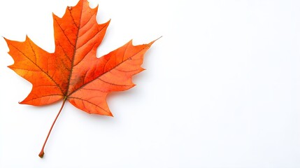 Fototapeta premium Single Orange Maple Leaf White Background