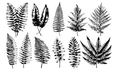 Fototapeta premium Set of black and white illustrations of sprouts, fronds, leaves, and stems from ferns.