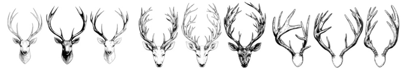 Fototapeta premium With contour lines drawn on white, these deer or reindeer antlers are elegant and detailed