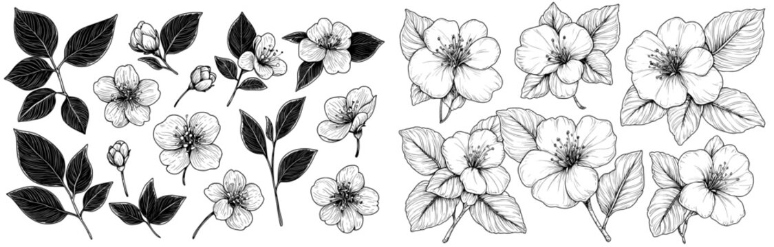 An elegant collection of watercolor paintings of jasmine and mock-orange blooming flowers and leaves, hand drawn with contour lines on a white background. Botanical modern illustration in the style