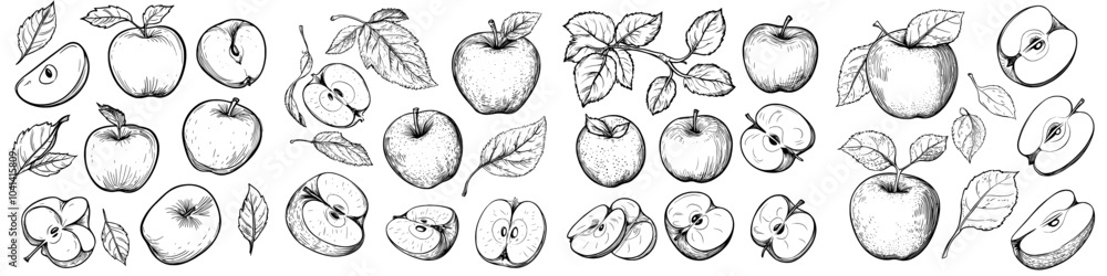 Poster sketches of apples and leaves. modern illustrations with whole and cut fruits. vintage engraving. co