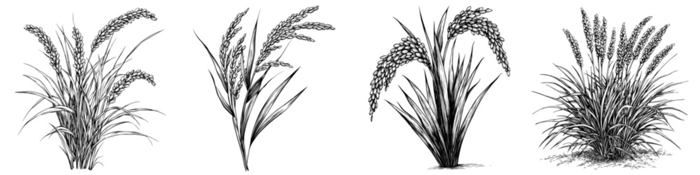 Panicum miliaceum, outlined contoured engraving. Hand-drawn modern illustration of Proso millet, panicgrass plant.