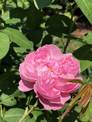 Obraz premium pink roses in garden