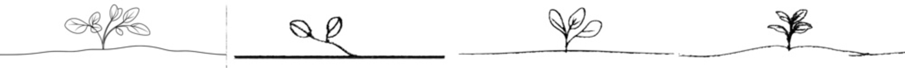 Obraz premium A single continuous line art drawing of a sprout. A modern illustration of a one-line plant