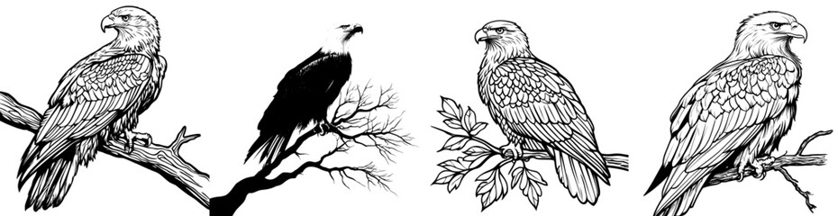Fototapeta premium A modern drawing of an eagle on a branch in monochrome, engraving