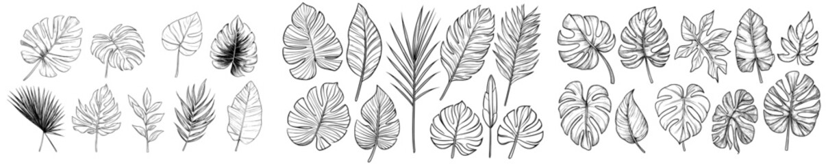 Tropical leaf silhouettes illustrated in modern style