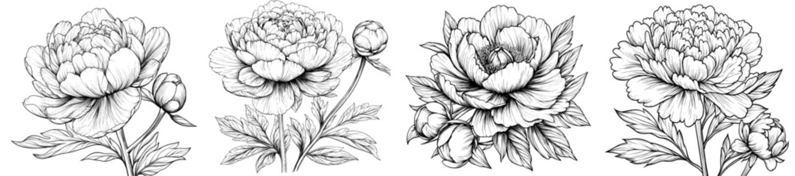 The modern illustration set of peonies on white background. Black ink sketch of the flower. Hand drawn modern minimalist design in line art style.