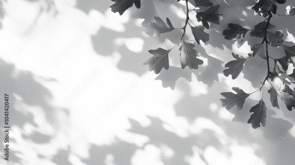 Poster overlay effect on a photo featuring gray shadows of oak tree leaves on a white wall abstract neutral